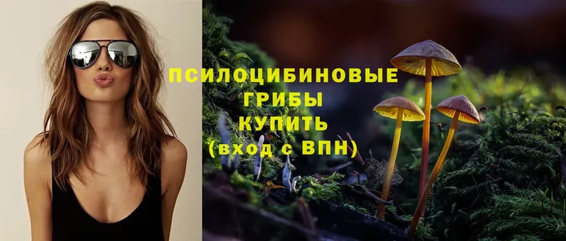 где можно купить   Петровск  mega ТОР  Псилоцибиновые грибы Cubensis 